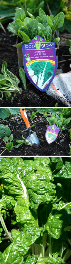 Super silver beet