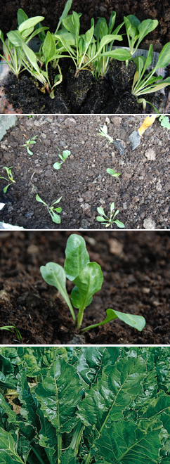 Perpetual spinach - the perfect addition to any vege patch