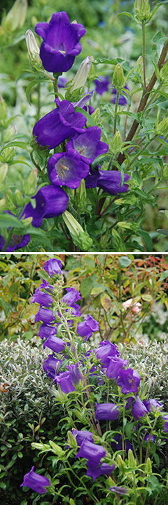 Double your money with Canterbury bells