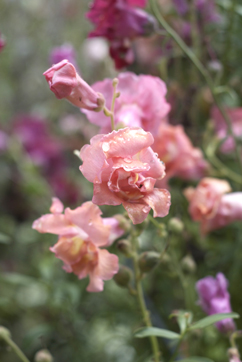 Quick and easy cottage garden