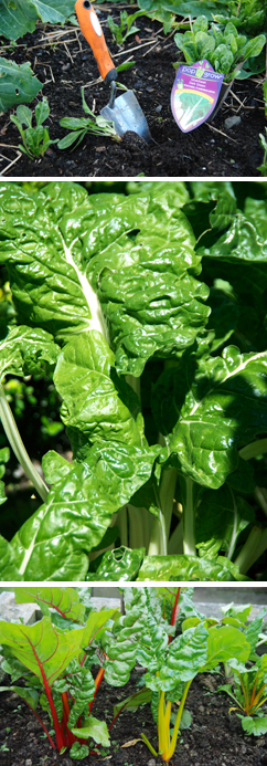 Silver beet - the perfect filler