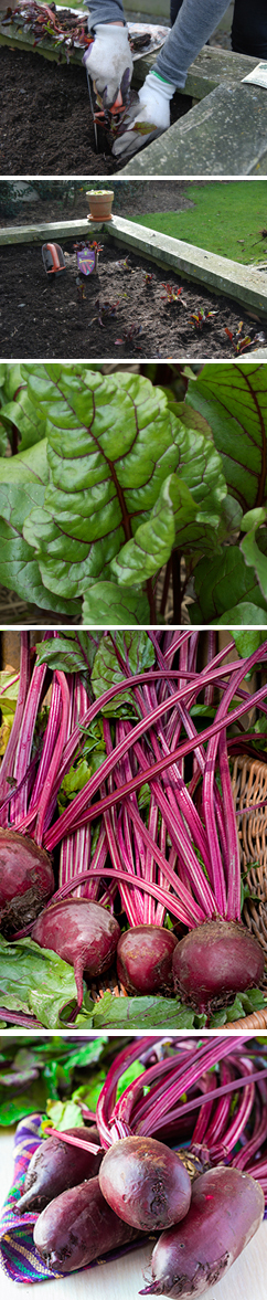 Exceptional beetroot
