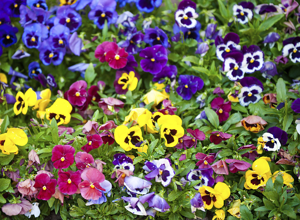 A burst of colour for winter gardens