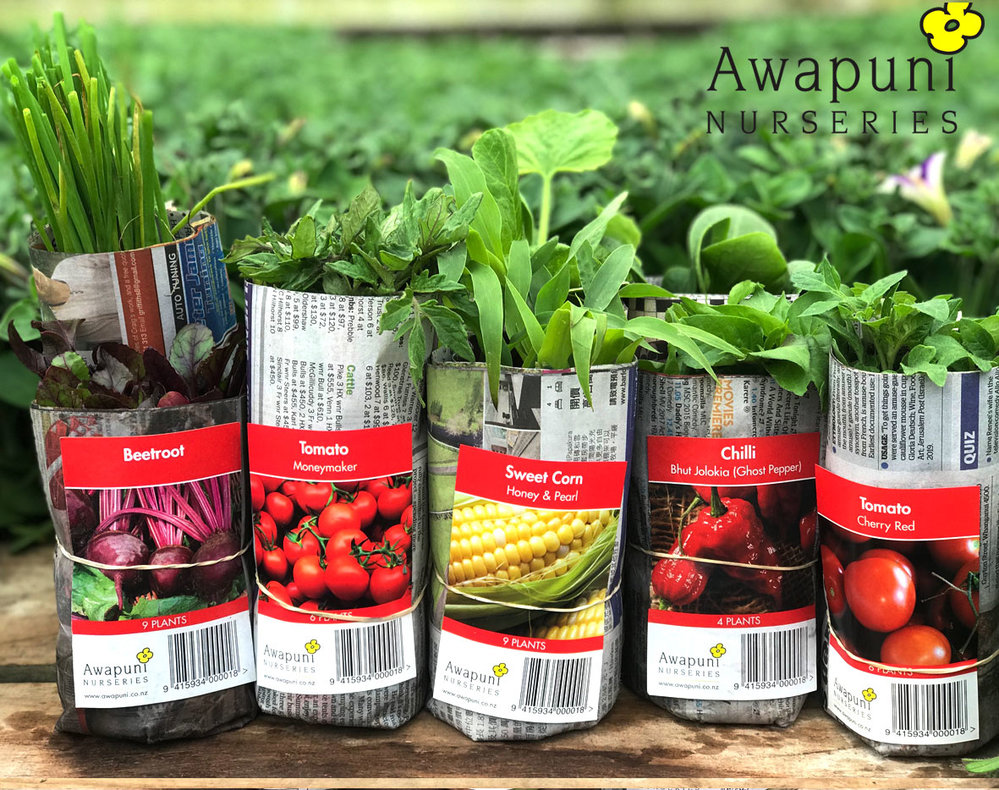 Summer vege combo growing instructions