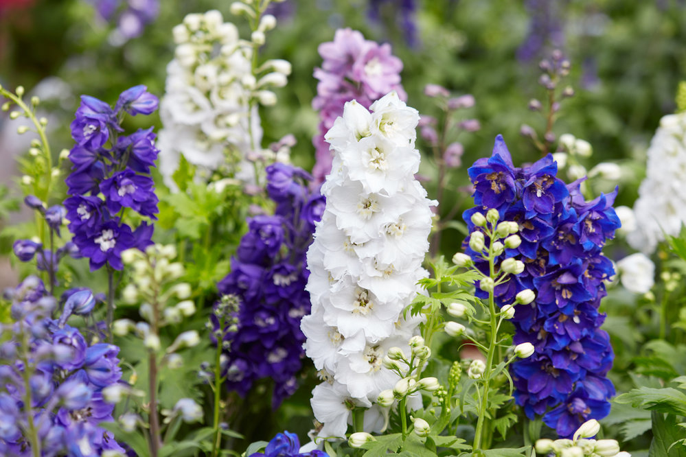 Perennials