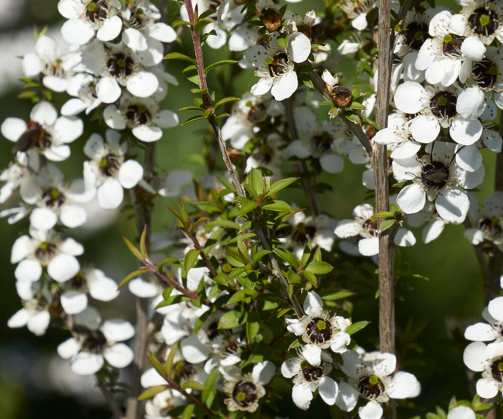 Manuka