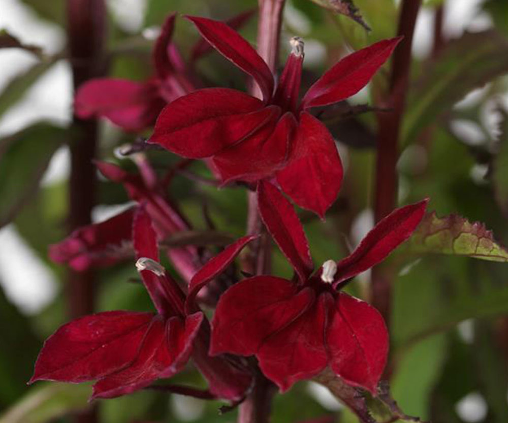 Lobelia Starship Burgundy