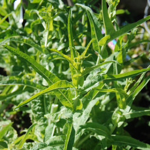 Lettuce - Chinese