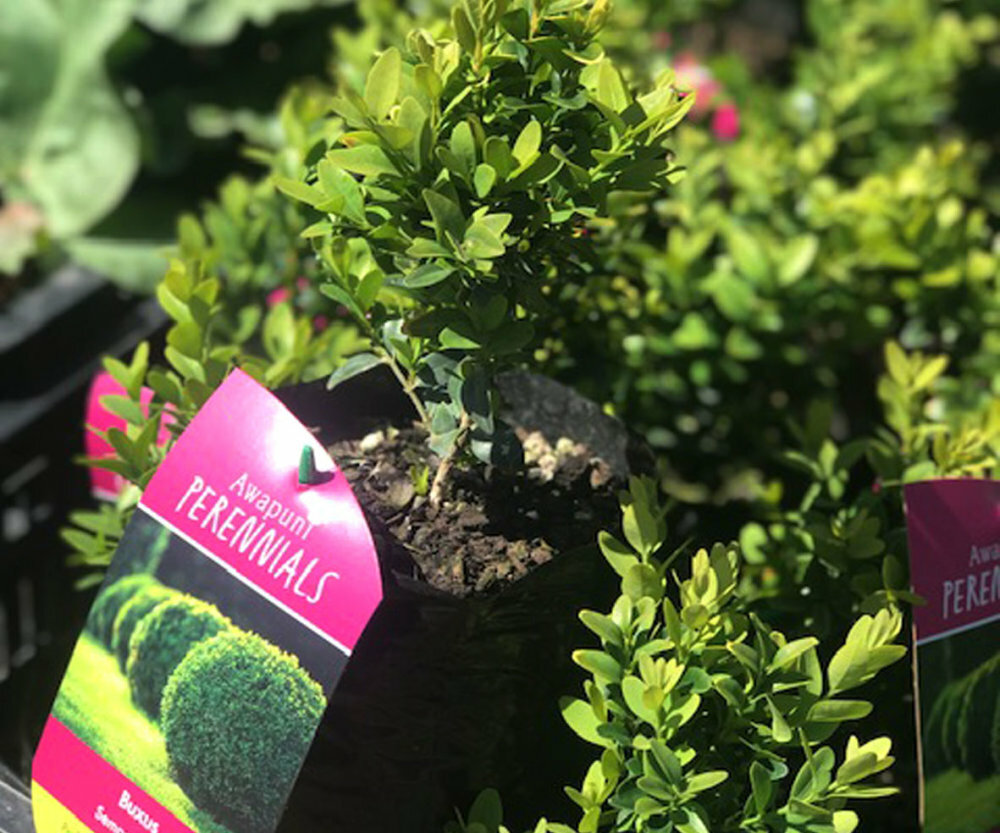 Buxus - Sempervirens 100 Plants