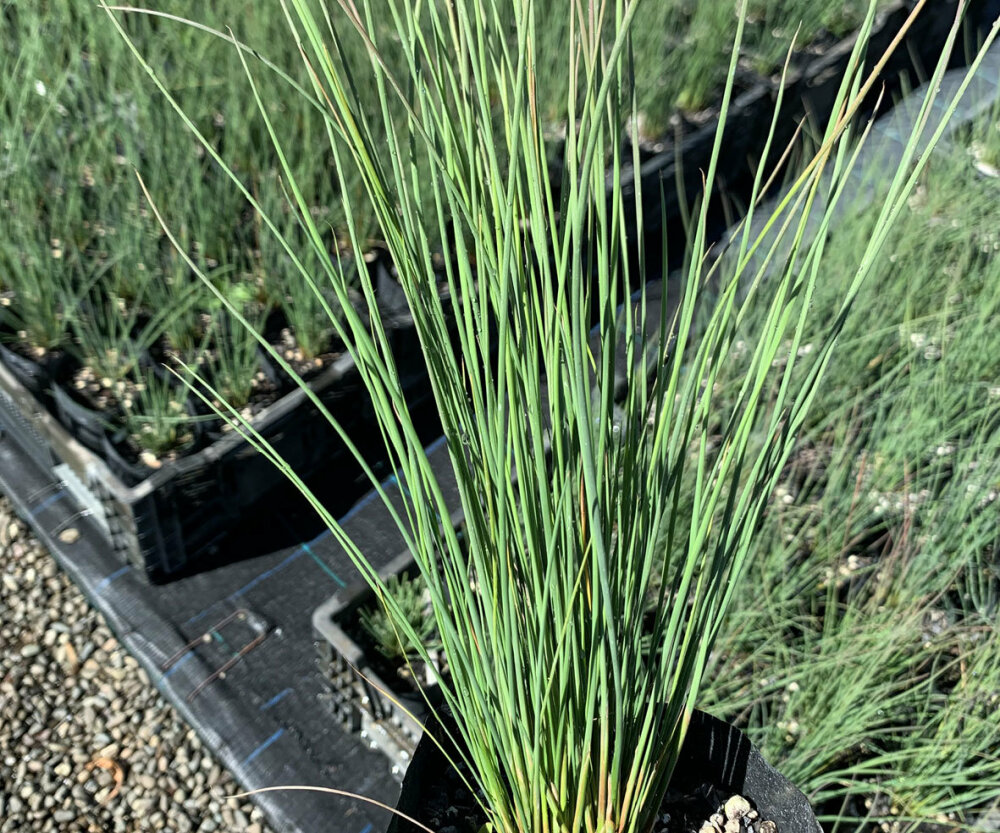 Juncus Edgariae 50 Plants