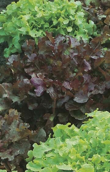 Lettuce Red Green Organic