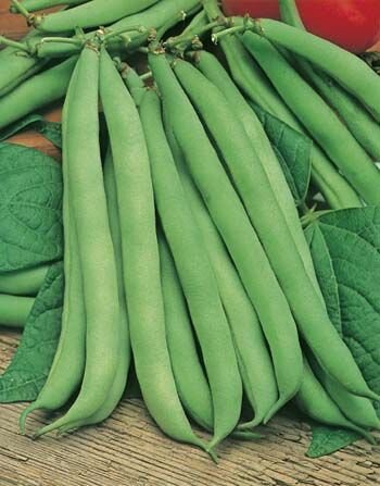 Dwarf Bean Gourmet Delight Seeds