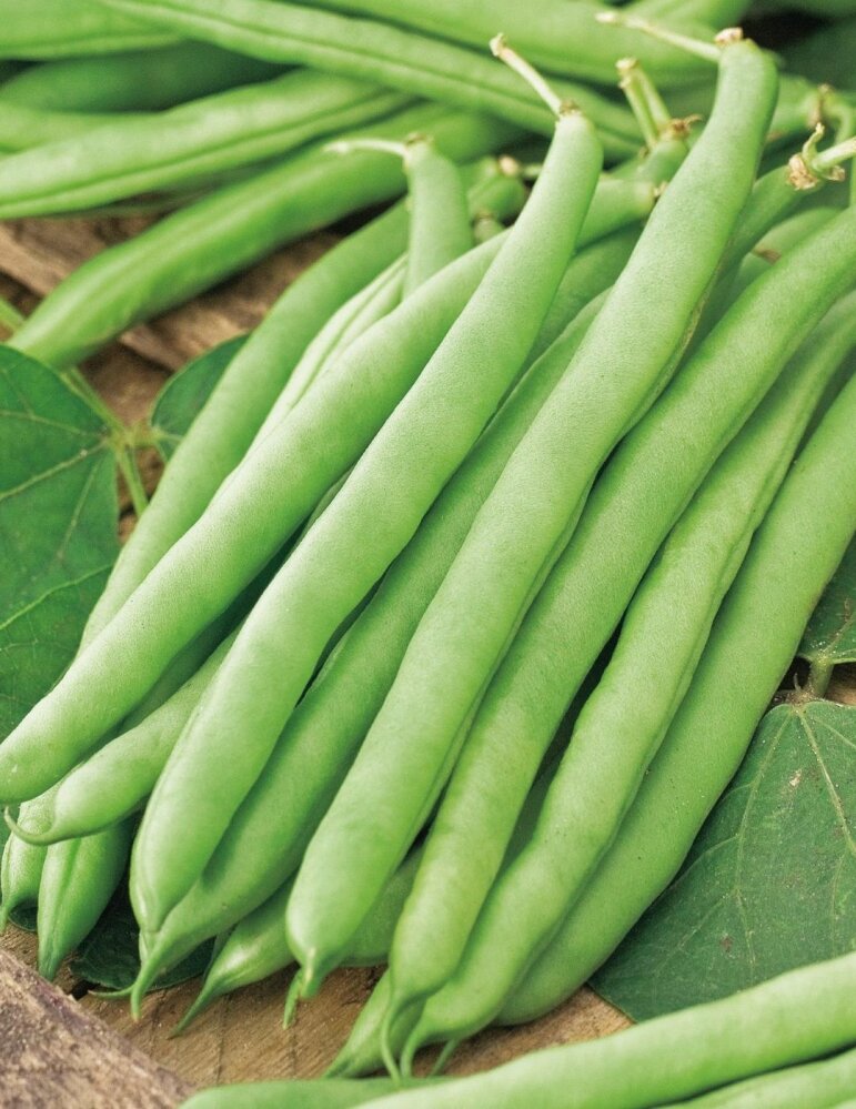 Dwarf Bean Topcrop NZ Line Seeds
