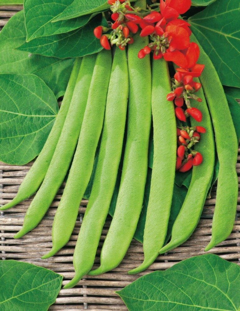 Runner Bean Scarlet Runner Stringless NZLine Seeds