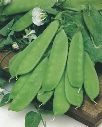 Snow Pea Dwarf Seeds