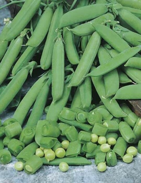 Sugar Pea Sugar Snap Seeds