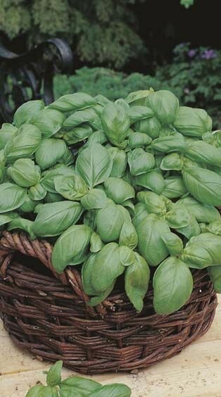 Basil Sweet Seeds