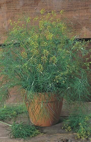 Dill Seeds