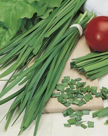 Garlic Chives Seeds