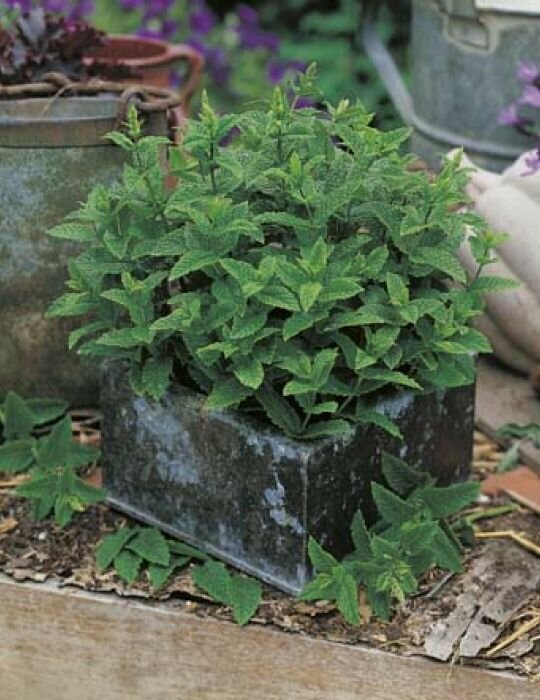 Mint Seeds