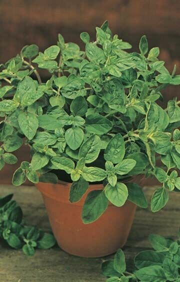 Oregano Seeds