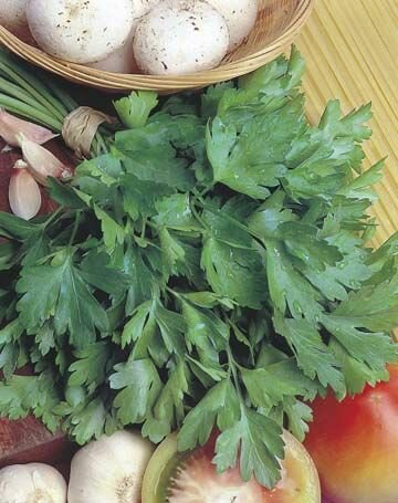 Parsley Italian Seeds