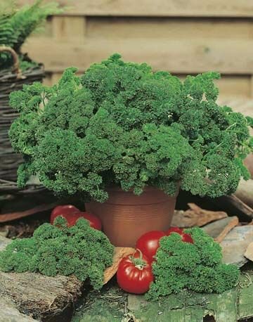 Parsley Moss Curled Seeds