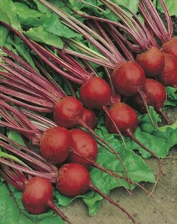 Beetroot Crimson Globe Seeds