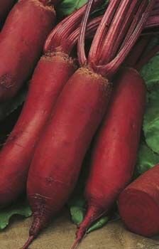 Beetroot Cylindra Seeds