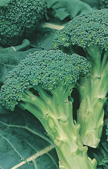 Broccoli Italian Sprouting Seeds
