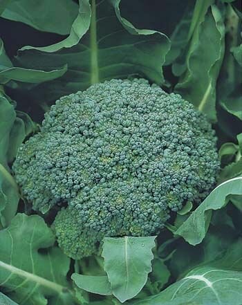 Broccoli Marathon F1 Seeds