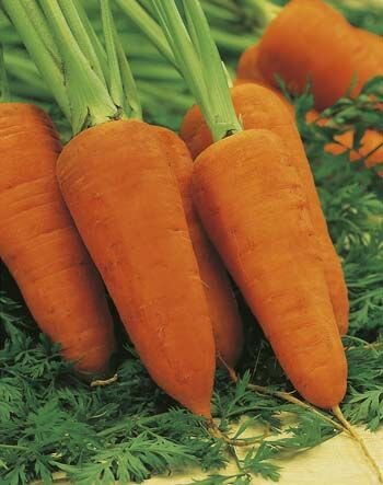 Carrot Chantenay Red Cored Seeds