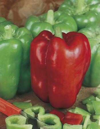 Capsicum Giant Bell Seeds