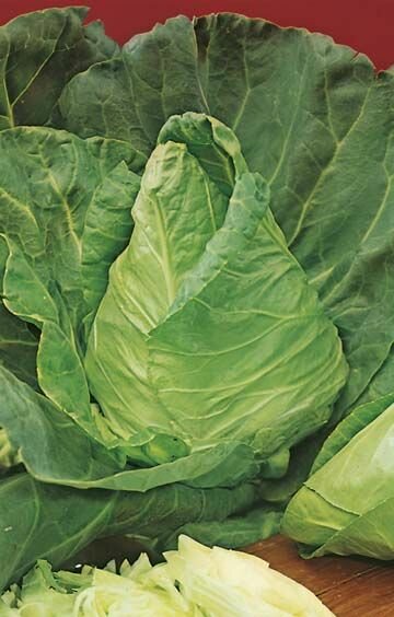 Cabbage Sugarloaf Seeds
