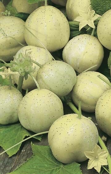Cucumber Crystal Apple Seeds