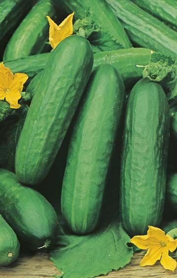 Cucumber Lebanese Seeds