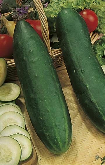 Cucumber Telegraph Seeds