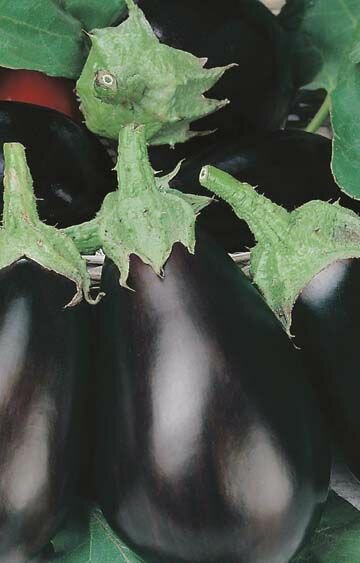 Eggplant Black Beauty Seeds