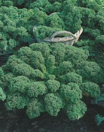 Kale Green Dwarf Seeds