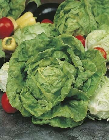 Lettuce All Year Round Seeds