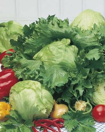 Lettuce Iceberg