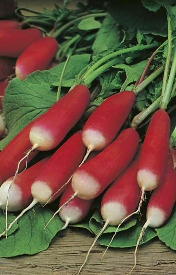 Radish French Breakfast Seeds