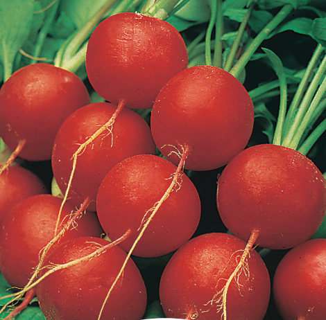 Radish Scarlet Globe Seeds