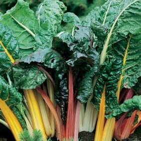 Silverbeet Bright Lights Seeds