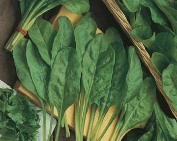 Spinach Perpetual Leaf Seeds