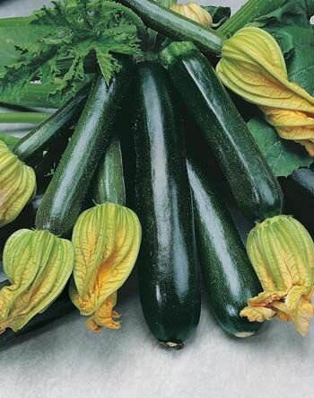 Zucchini Blackjack Seeds