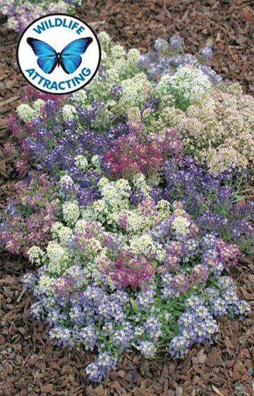 Alyssum Aphrodite Mixed Seeds