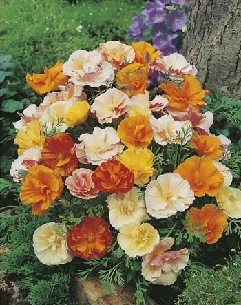 Californian Poppy Monarch Seeds