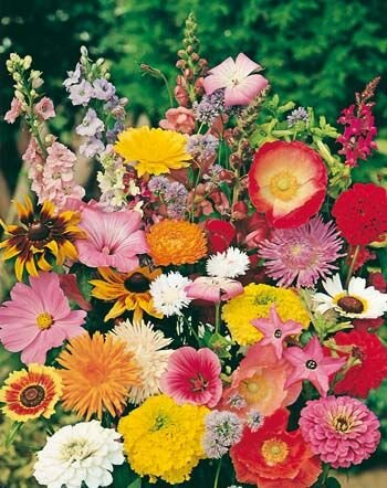Cottage Garden Mix Various Seeds
