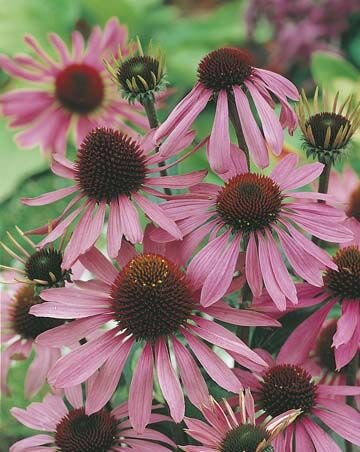 Echinacea Purple Cone Flower Seeds
